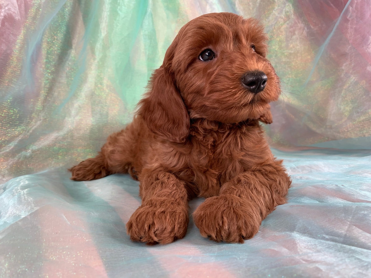 Dark Red F1b Male Mini Goldendoodle Puppy For Sale DOB 12-10-2019 $1800